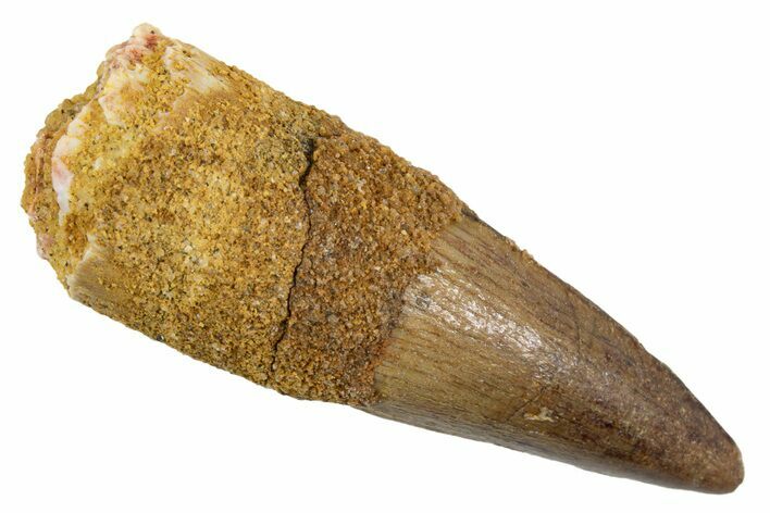 Juvenile Fossil Spinosaurus Tooth - Real Dinosaur Tooth #345879